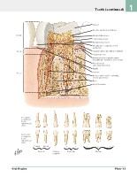 Frank H. Netter, MD - Atlas of Human Anatomy (6th ed ) 2014, page 80